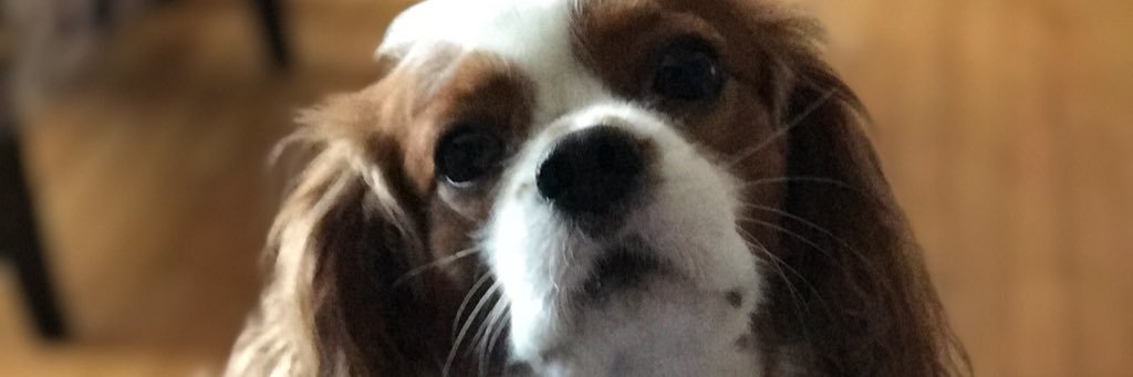 Banucak's profile banner image