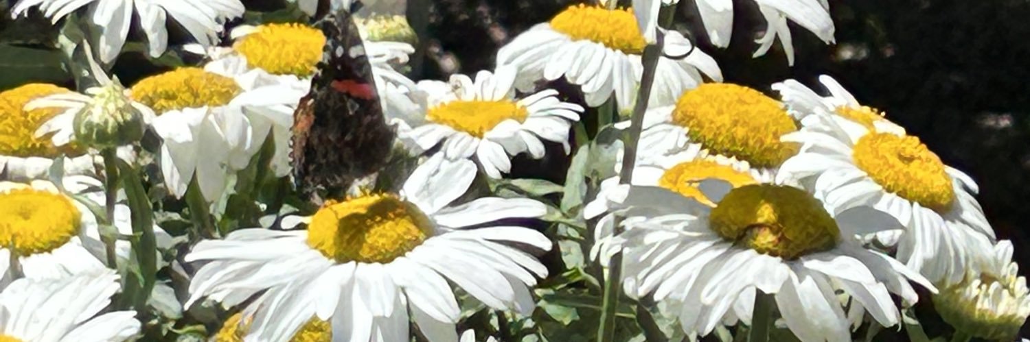 daisylovesit's profile banner image