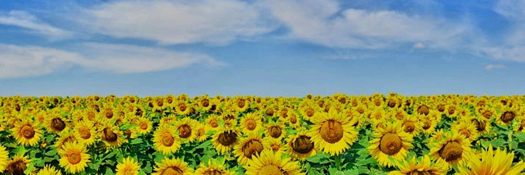 mizchann's profile banner image