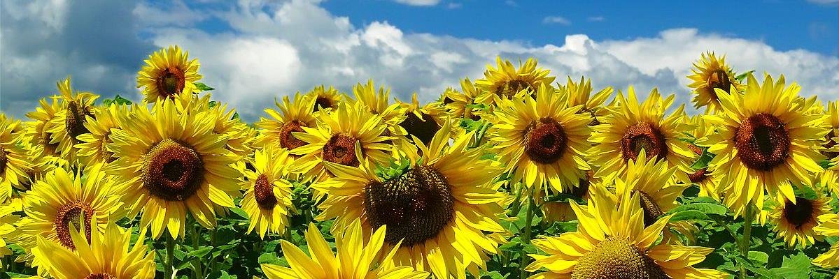 LifeCoachCentre's profile banner image