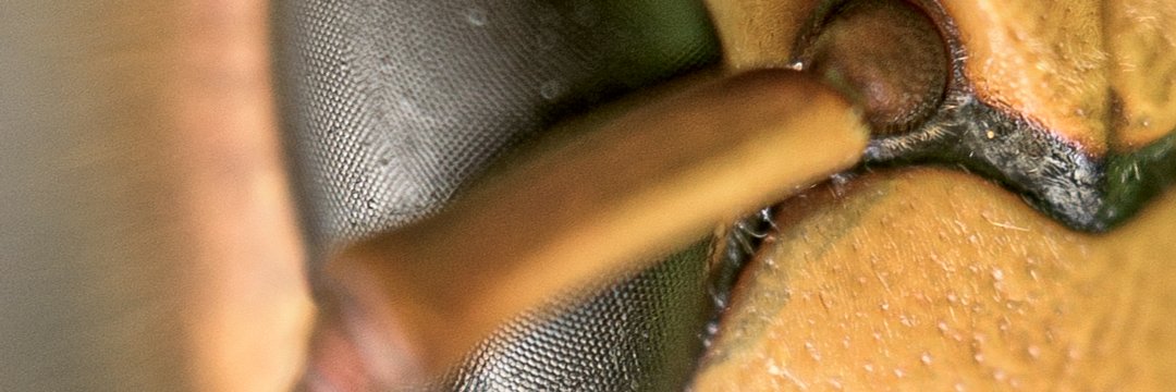 Edgelord Messiah banner