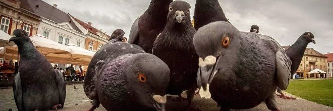 feiafacefeia's profile banner image