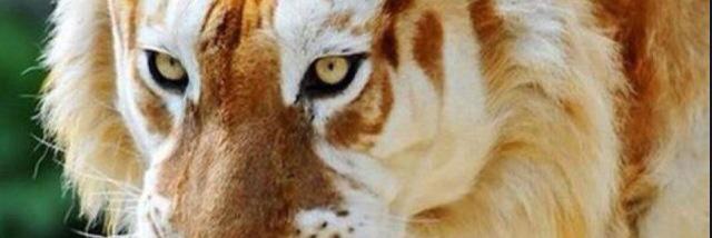 Jeremy Reeves banner