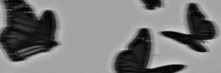mirifagin's profile banner image