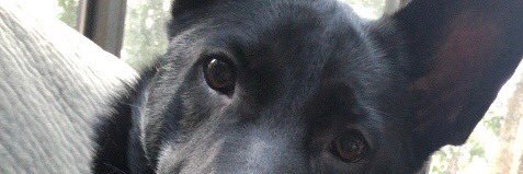 calamizz's profile banner image