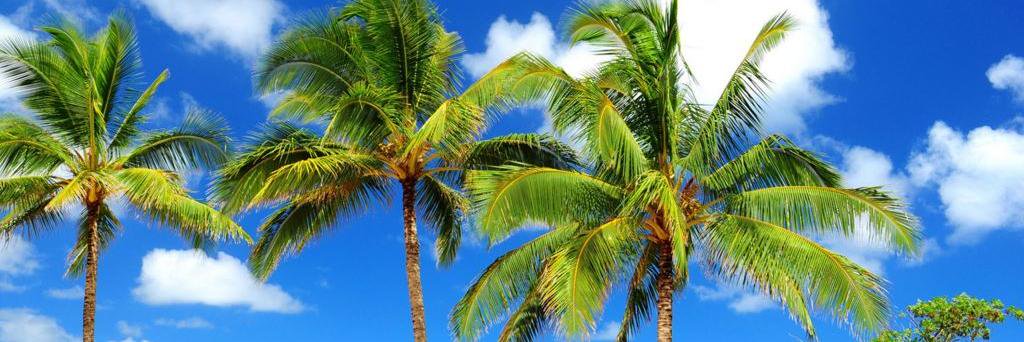 palmtreedream's profile banner image