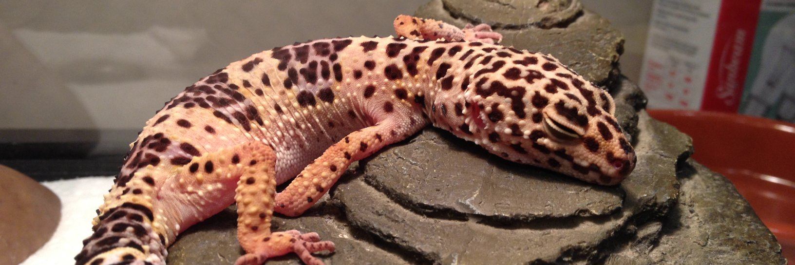 Stefan Bonomo banner