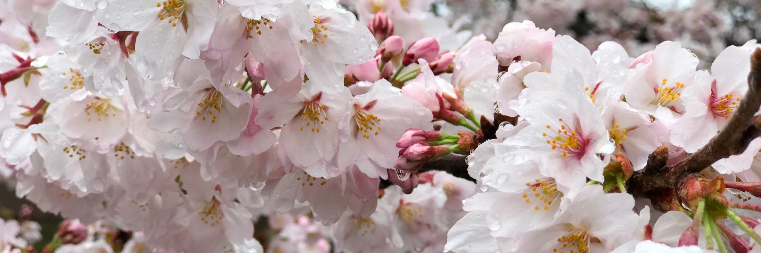 chanika0451's profile banner image
