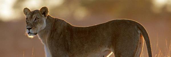 ilioness21's profile banner image