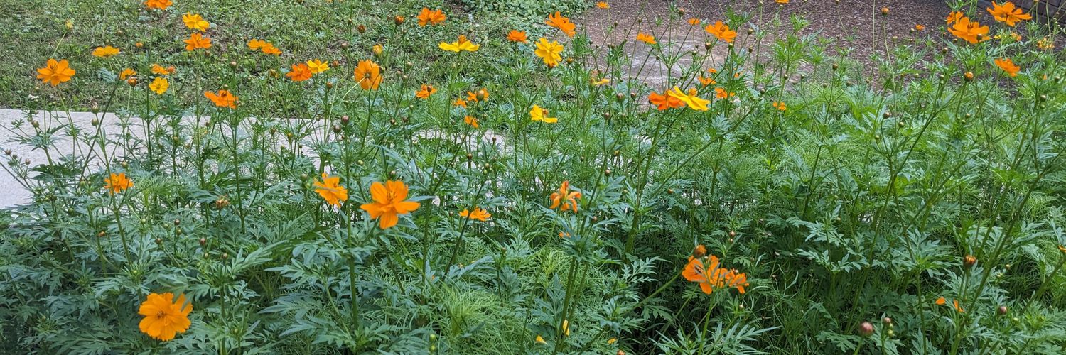 Dr. Kara M. Million banner