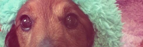 Picumi_rin2's profile banner image