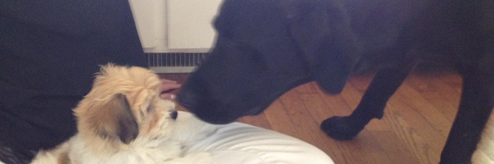 David Burkhardt banner