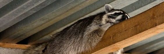 Mapachito.exe banner