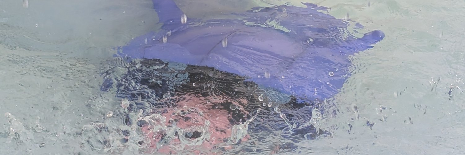 salmoncreed's profile banner image