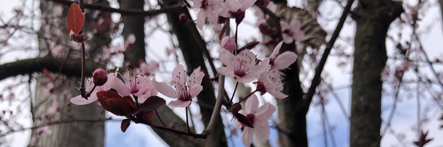 andreamc__'s profile banner image