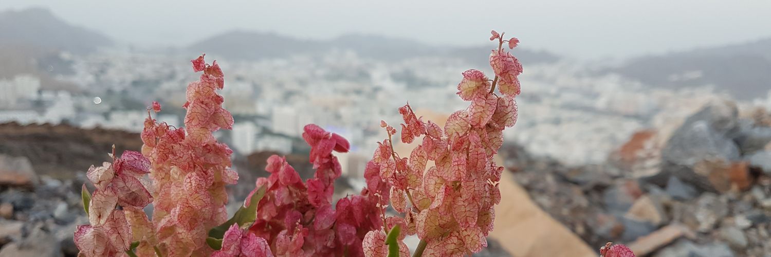 bal7shi's profile banner image