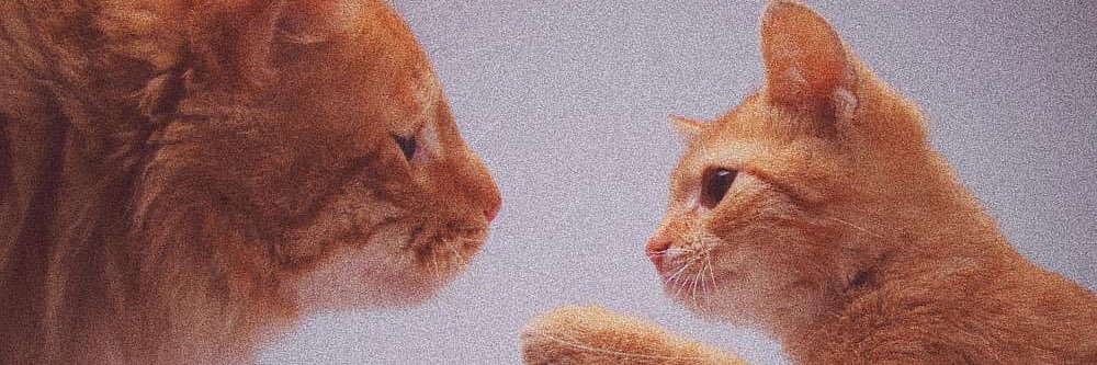 _Hilals1's profile banner image