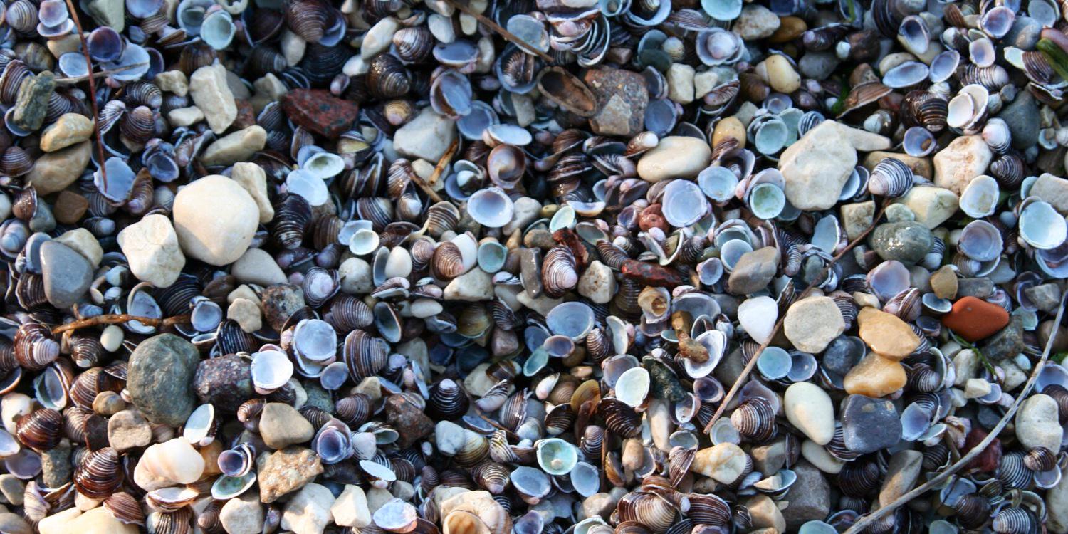 SofiaVolpiana banner