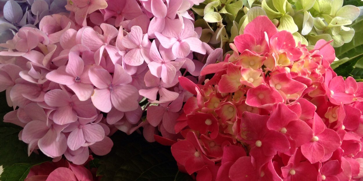 Jennifer Meyer banner