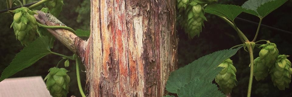 tnorganic's profile banner image