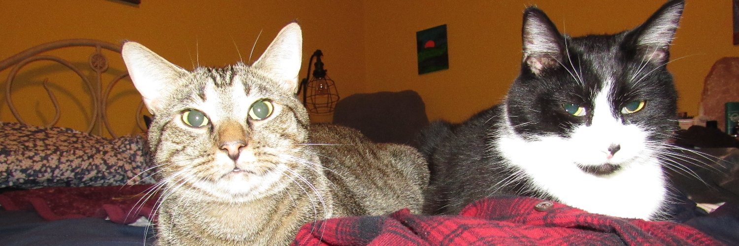 ChristyTkitty's profile banner image