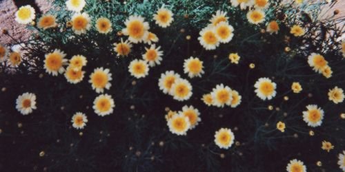 FansLComello's profile banner image