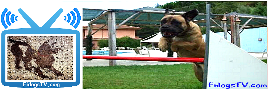 FidogsTV's profile banner image