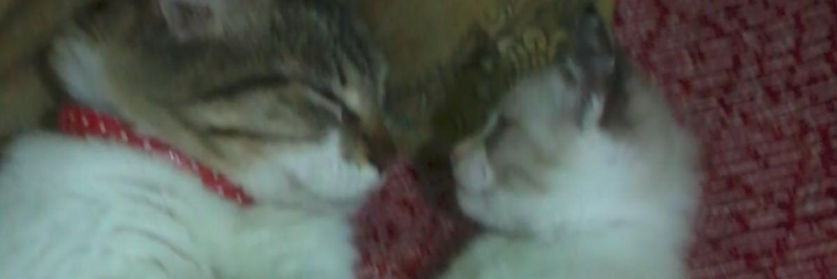 MEHG_DarkLady's profile banner image