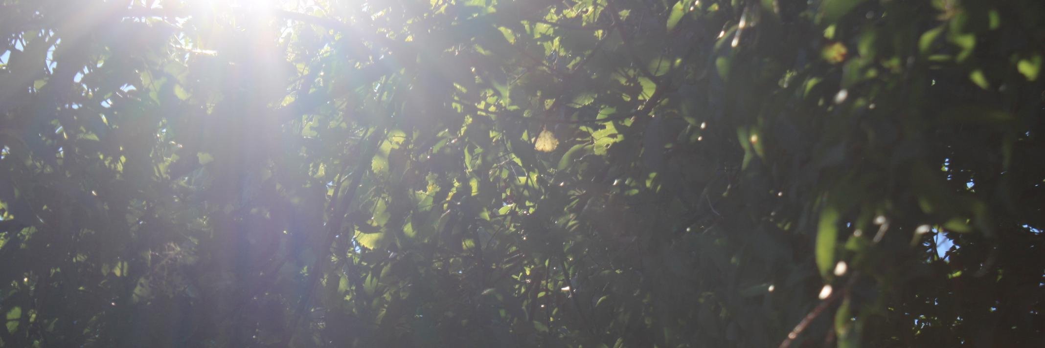WinifredCaser's profile banner image