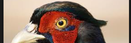 PheasantHunter_'s profile banner image