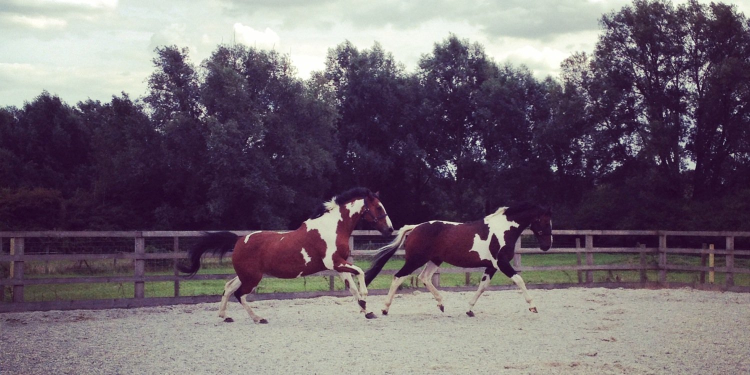 oakbrookhorse's profile banner image