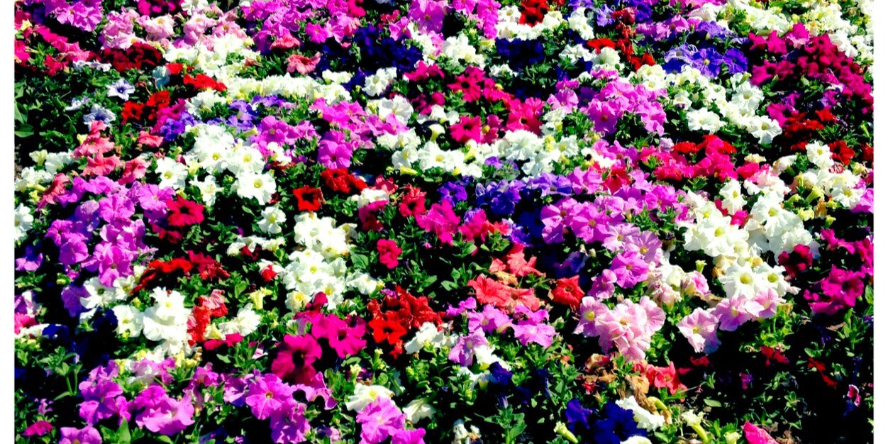 lizpompa's profile banner image