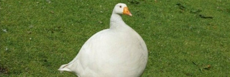 🎄Spych🎄 banner