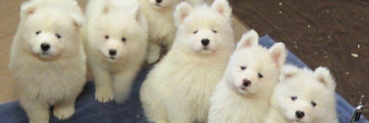 kittenbini2's profile banner image