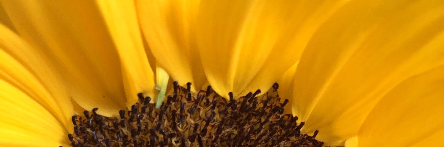 Little_MissLily's profile banner image