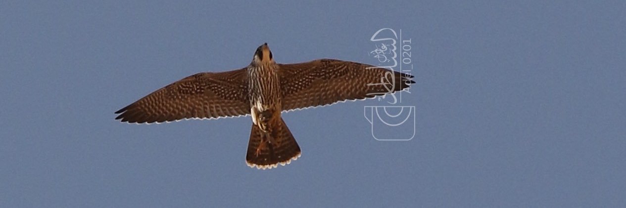 a9eel0101's profile banner image