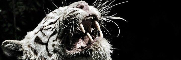 babusrecko's profile banner image
