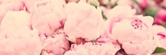 kara_pacitto's profile banner image