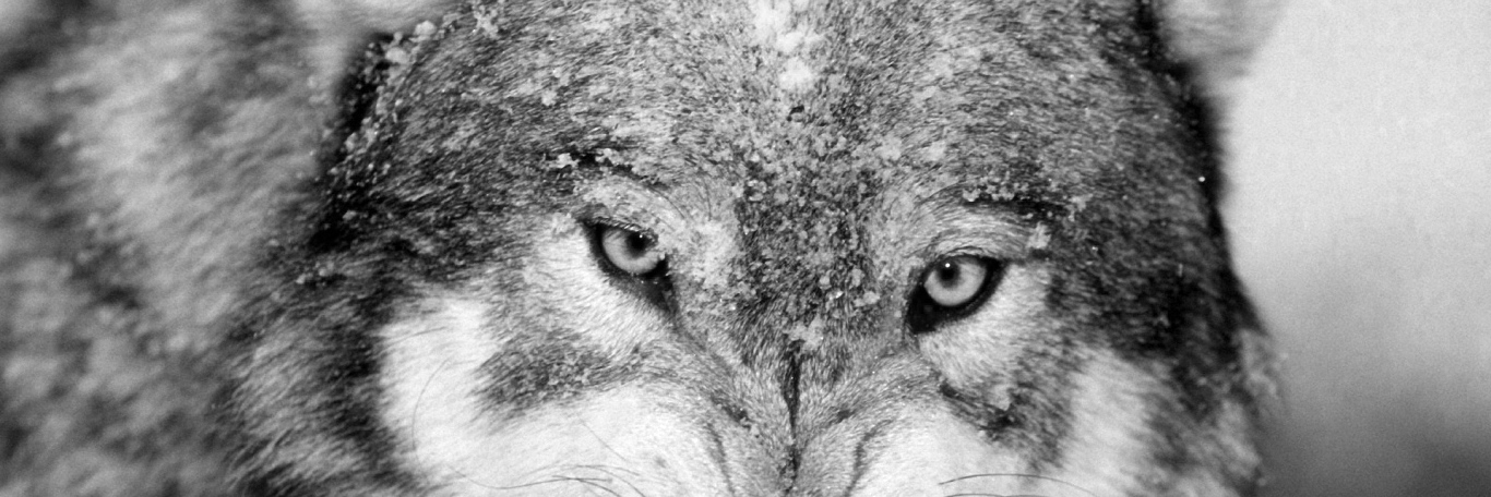 etherquill's profile banner image