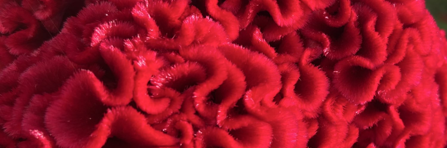httpsrutz's profile banner image