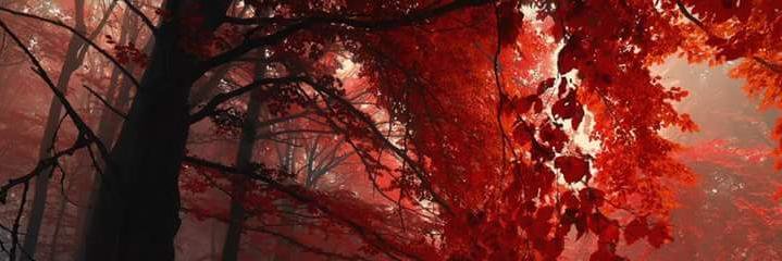 Nazaserrano's profile banner image