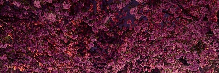 Татарская махарани banner