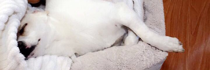 AngelicaLucc's profile banner image