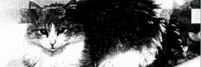 Hedcrab | MMS banner