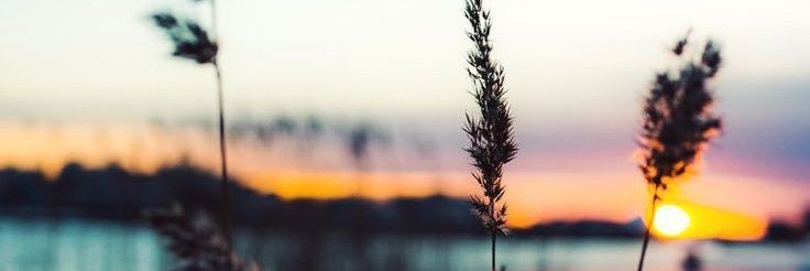 dewilindria's profile banner image