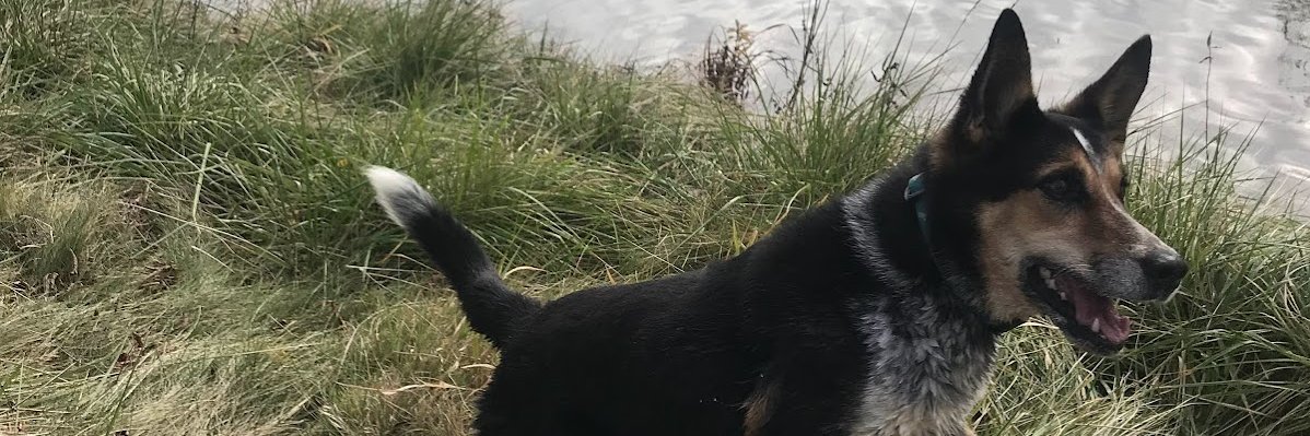 SazzM's profile banner image