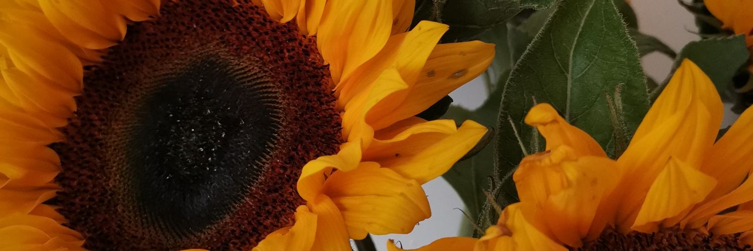 elssmith24's profile banner image