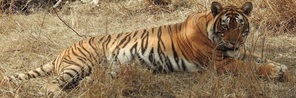 AnushreeDevraj Profile Banner