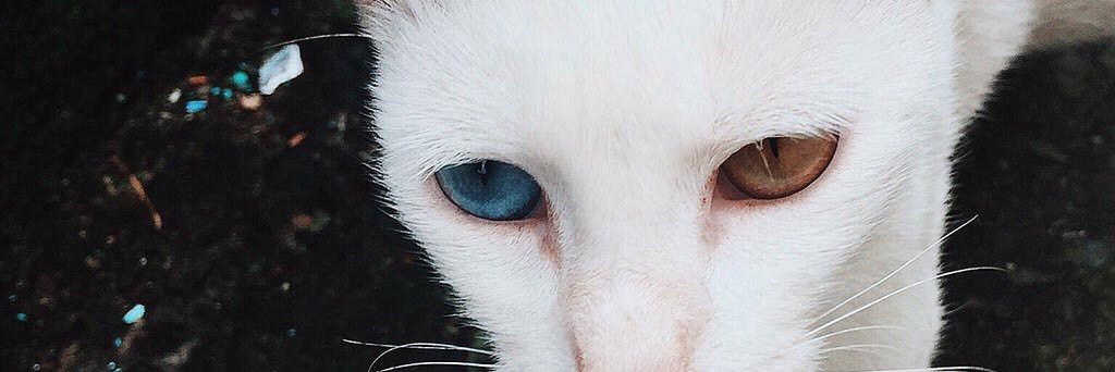 gelliansanchez's profile banner image