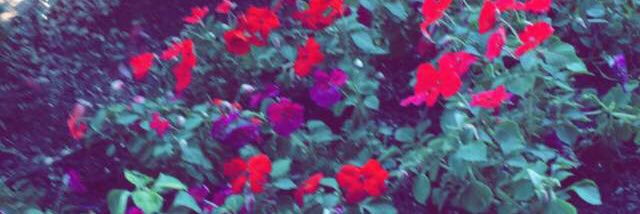 PanicForCalum's profile banner image